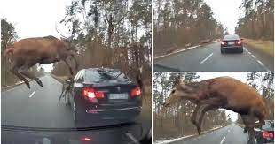 O șoferiță din Milișăuți a lovit mortal un cerb, la Pătrăuți