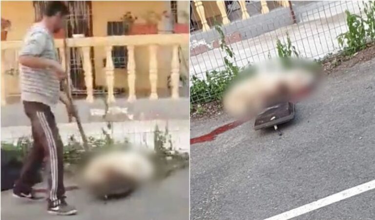 Un individ din Frasin care a omorât un câine cu o lopată și o țapină a ajuns în Arestul IPJ Suceava