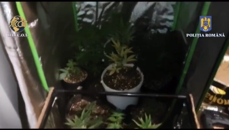 VIDEO Cultură de cannabis descoperită de procurorii DIICOT într-o garsonieră din Suceava