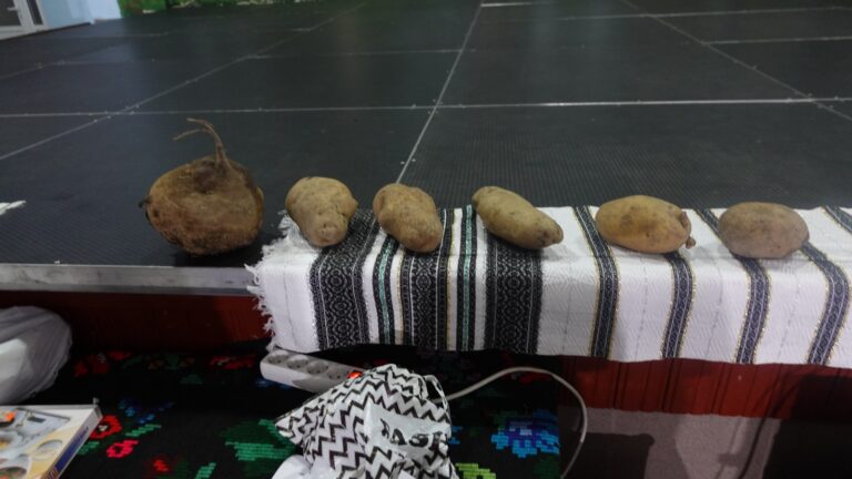 FOTO Un cartof de jumătate de kilogram a fost campionul celei de-a XX-a ediție a Festivalului Cartofului de la Frătăuții Vechi: „Vă mulțumim că ați venit în număr atât de mare”