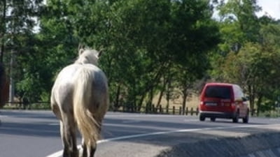 Șoferul care a lovit cu mașina un călăreț la un festival din Ciocănești era sub influența băuturilor alcoolice