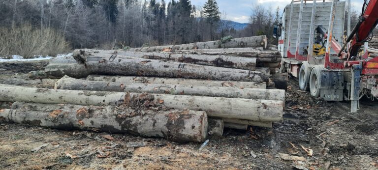 FOTO Un camion de 30.000 de euro folosit la transportul ilegal de lemne a fost confiscat după ce a fost oprit pe drumul forestier „Bogățica” care face legătura între Baia și Râșca