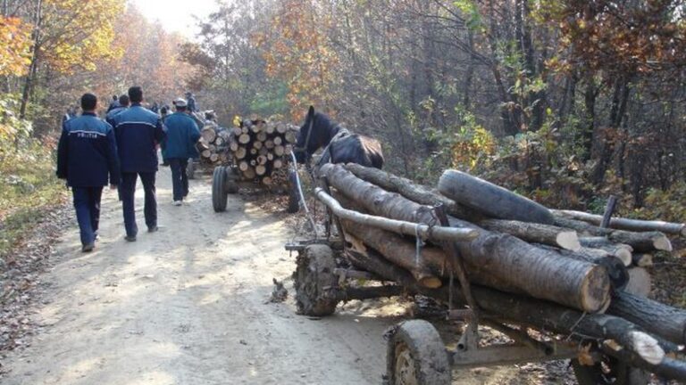 Șase indivizi din Volovăț și Sucevița au fost reținuți de polițiști deoarece au tăiat și furat mai mulți copaci dintr-o pădure din Volovăț