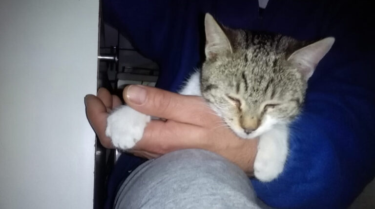 Patru teribiliști vor da socoteală în fața polițiștilor după ce au chinuit o pisică într-o parcare din Rădăuți