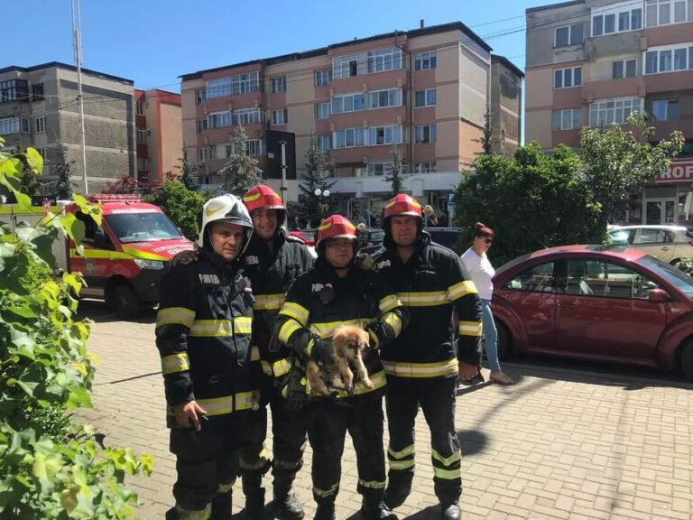 FOTO Pompierii au salvat un câine blocat într-o țeavă de scurgere de la demisolul policlinicii municipale din Câmpulung Moldovenesc