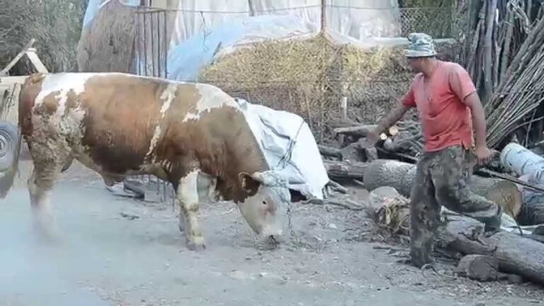 Un bărbat din Vatra Dornei a ajuns la spital după ce a fost împuns de un taur
