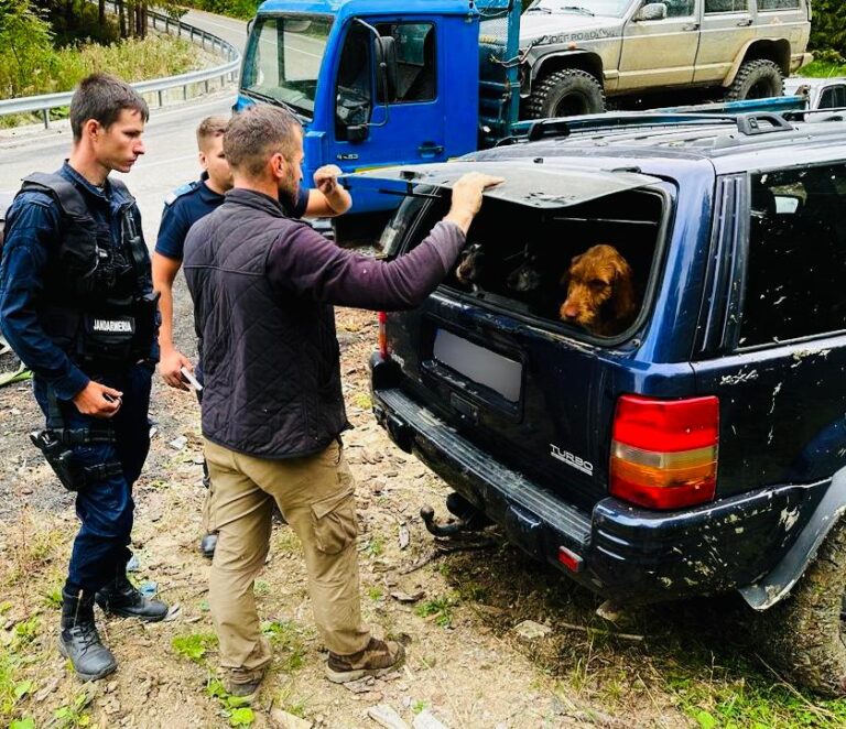 FOTO Jandarmii au prins în flagrant un hoț de trufe într-o pădure din zona Humorului