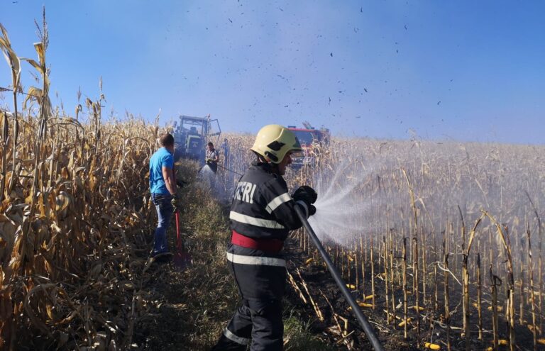 Un lan de porumb din Horodnic de Jos după ce o femeie a dat foc la niște resturi