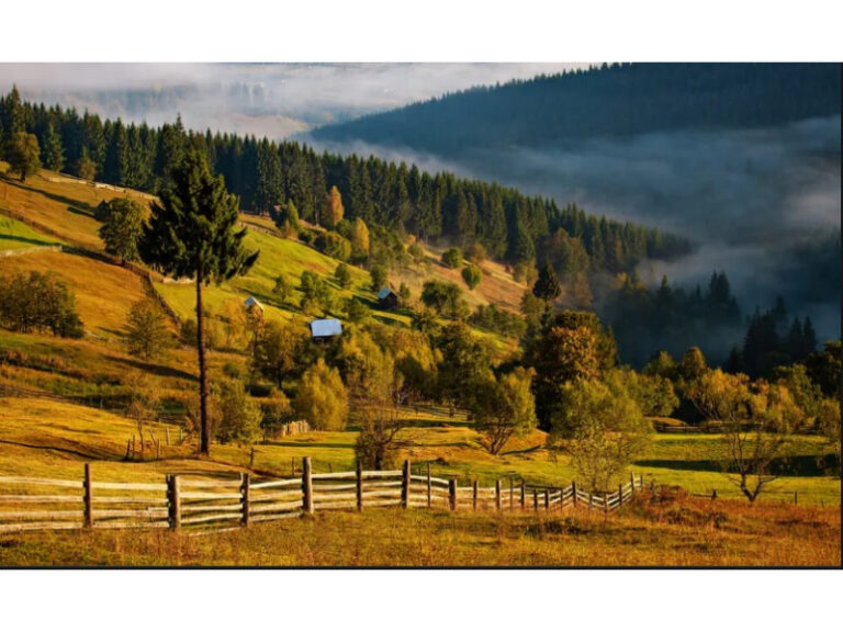 Conducerea unei Obști de Pădure din Suceava este cercetată pentru că i-a jecmănit pe membrii asociației