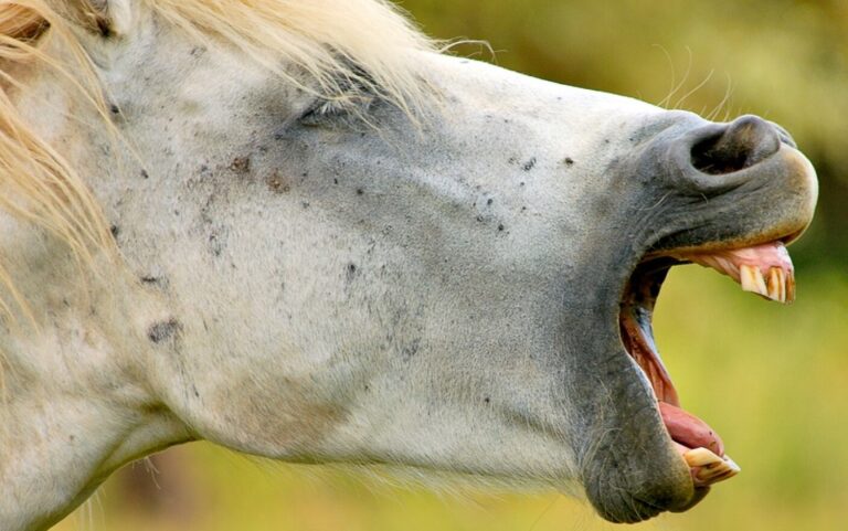 Un bărbat din Pătrăuți a ajuns la spital după ce a fost mușcat de propriul cal