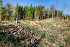 Un dornean a defrișat o pădure întreagă în baza unui fals