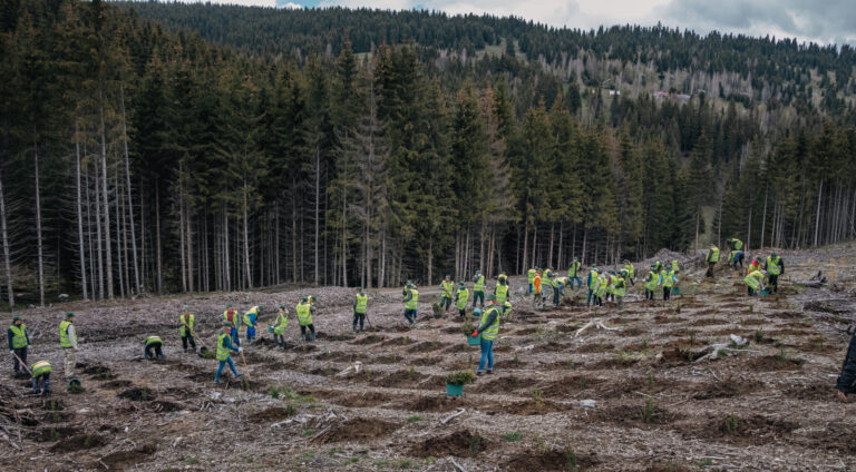 Peste 4 milioane de puieți vor fi plantați în pădurile din Bucovina. Direcția Silvică Suceava și-a propus să regenereze în acest an aproape 1.500 de hectare de pădure