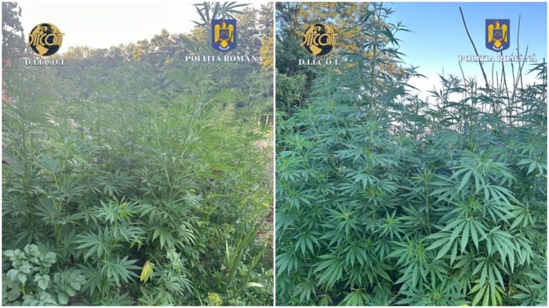 VIDEO FOTO Cultură de canabis descoperită de procurorii DIICOT în gospodăria unui sucevean. Individul vindea droguri inclusiv minorilor