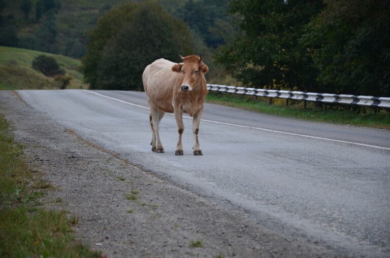 O șoferiță beată a lovit cu mașina o vacă, la Șaru Dornei