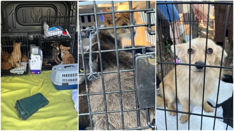FOTO 16 câini și pisici au fost salvate de polițiști din gospodăria unei bătrâne din Suceava