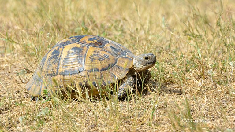 Un sucevean s-a ales cu un dosar penal după ce a scos la vânzare pe OLX o țestoasă dintr-o specie protejată