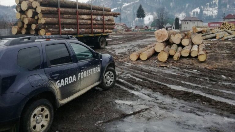 Patru angajați de la Garda Forestieră Suceava și un pădurar de la Ocolul Silvic Râșca au fost trimiși în judecată de DNA pentru luare și dare de mită