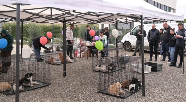 Un prieten pentru o viață. Târgul de adopții al adăpostului „Imperiul Cățeilor” va aduce bucurie la Vicovu de Sus