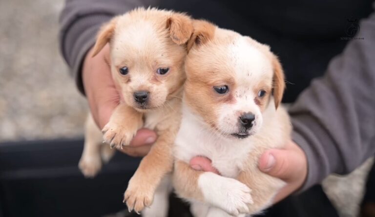 Succes la târgul de adopții „Imperiul Cățeilor” din Ipotești: 8 căței și-au găsit o nouă casă