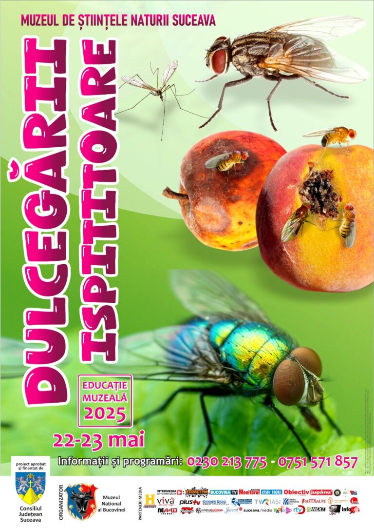 Țânțăroii și muștele „invadează” Muzeul de Științele Naturii…, în cadrul orei de muzeu DULCEGĂRII ISPITITOARE!