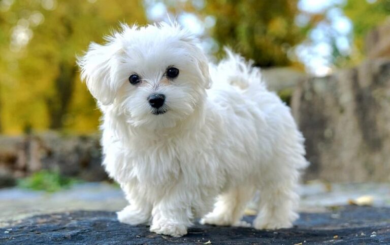 Mini bichon, furat de pe o stradă în Suceava. Hoțul a profitat că animalul nu era în lesă