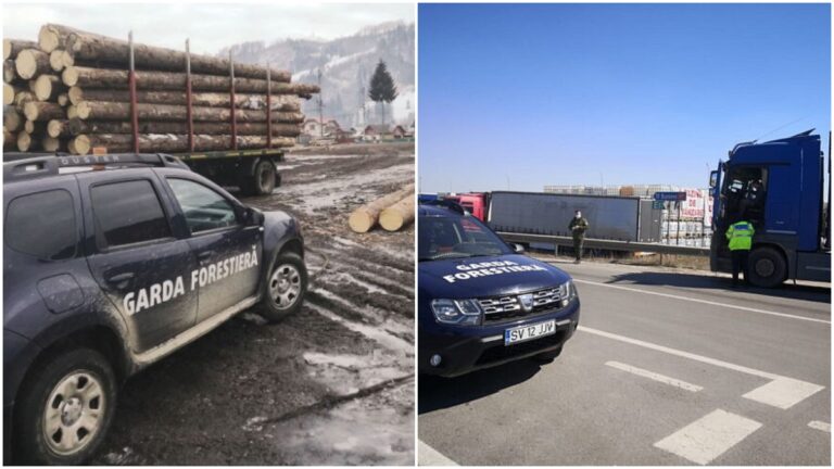 Amenzi de aproape 140.000 de lei date de inspectorii Gărzii Forestiere Suceava în luna aprilie 2025