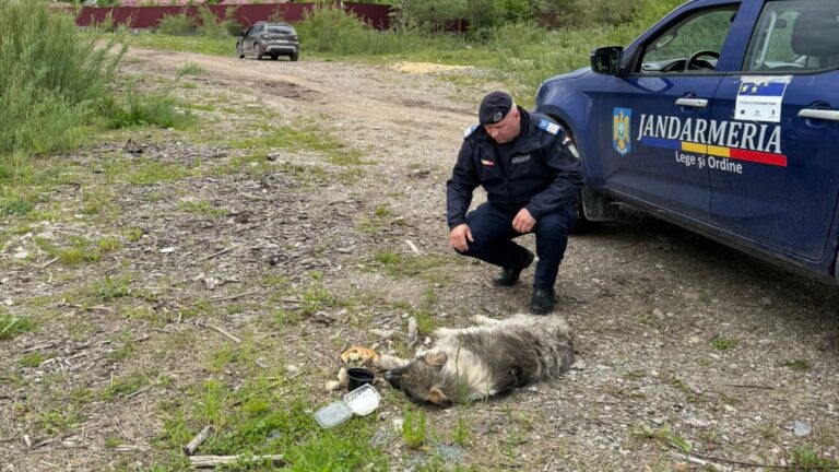 Câine târât de un autoturism pe o stradă din Stulpicani: Jandarmii au deschis dosar penal pentru schingiuirea animalelor