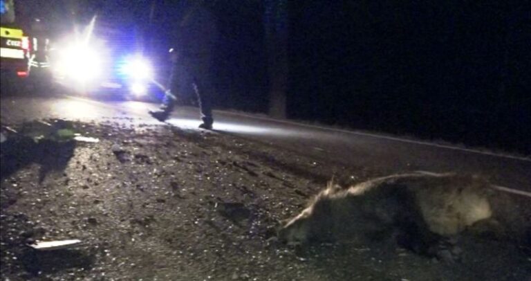 Un porc mistreț a fost lovit mortal de o mașină în pădurea de la Adâncata