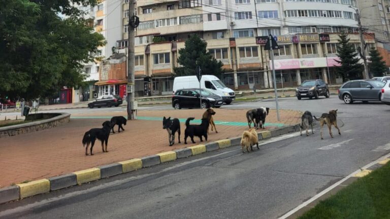 Suceava, orașul câinilor fără stăpân. Adăpostul Public nu deține o mașină autorizată pentru capturarea câinilor vagabonzi