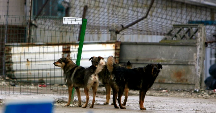 Un copil de 5 ani a fost atacat de șapte câini vagabonzi în spatele Primăriei Suceava. Administrația locală continuă să fie pasivă în combaterea problemei câinilor fără stăpân