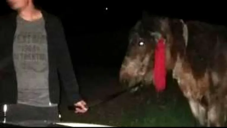 Un bărbat din Ciprian Porumbescu și-a reclamat un nepot la Poliție pentru că i-a furat calul în contul unei datorii