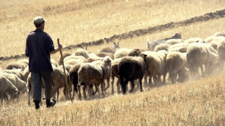 Un cioban condamnat la peste 5 ani de închisoare pentru tentativă de omor și distrugere a fost săltat de la o stână din Negostina