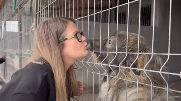 Jurnalism de comando și interese cu blană. Spectacolul ieftin al Ioanei Cosma în adăposturile de câini din Suceava