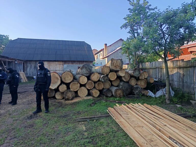 Percheziții de amploare în cazul unei mega-fraude silvice la Stulpicani. Un pădurar și un administrator de firmă au fost plasați sub control judiciar după ce au tăiat ilegal peste 500 de metri cubi de lemn cu un ciocan fals