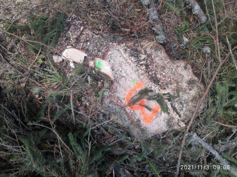 30 de cioate tăiate ilegal descoperite de inspectorii Gărzii Forestiere Suceava într-o pădure din Poiana Stampei