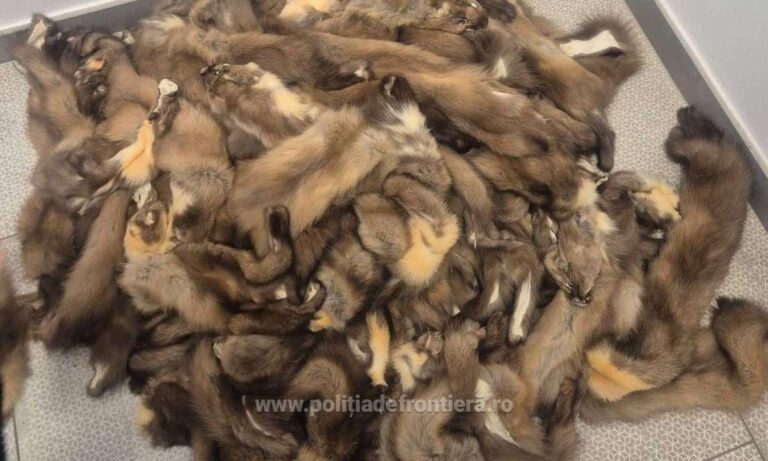 100 de piei de jder fără acte, descoperite de polițiștii de frontieră în Vama Siret în mașina unui ucrainean