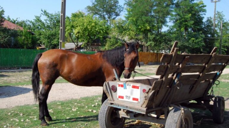 Un bărbat a ajuns la spital cu o fractură de femur și multiple contuzii după ce a rămas agățat în hamul calului care luat-o la galop după ce s-a speriat de fulgere, la Ciumârna