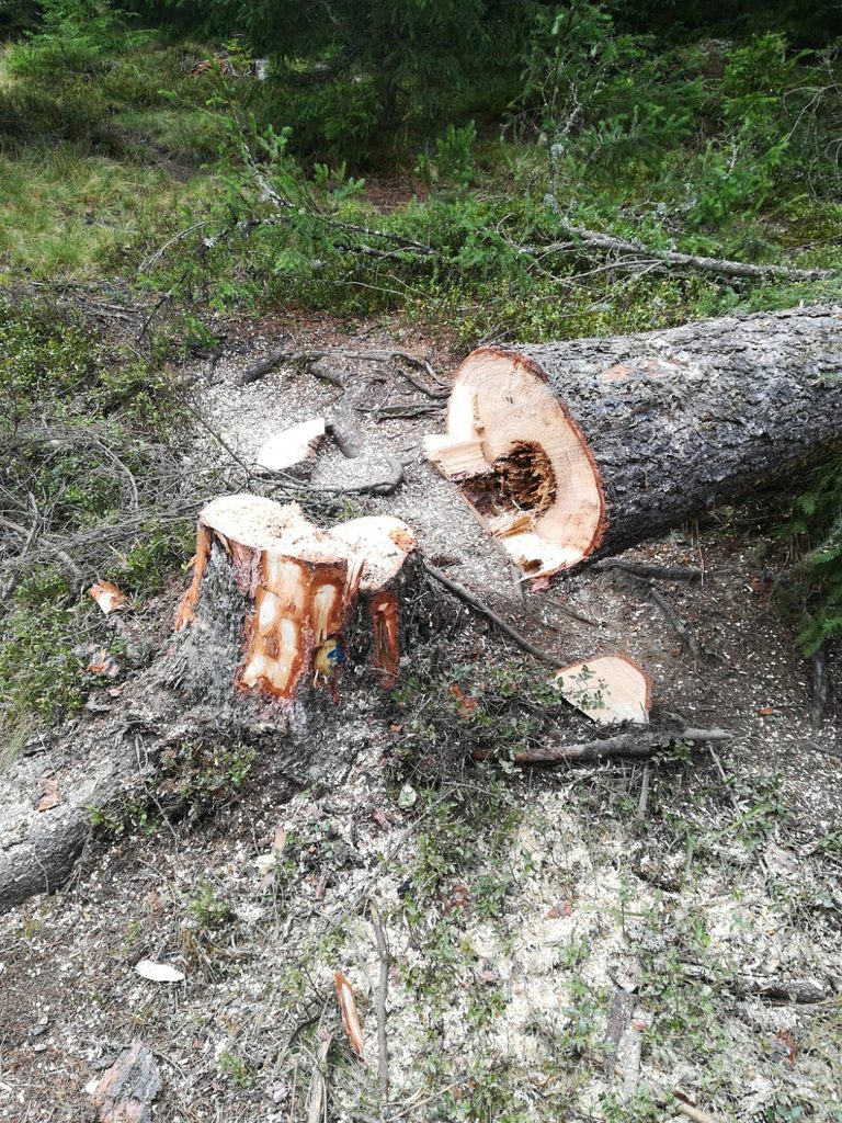 Amenzi de peste 140.000 de lei și sute de metri cubi de lemn confiscați de Garda Forestieră Suceava