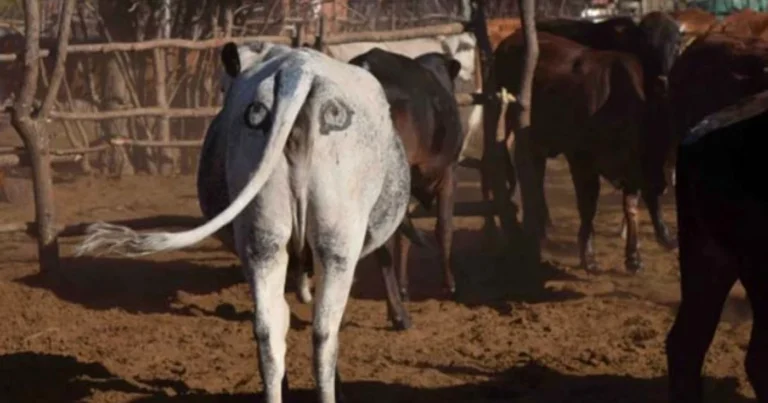 O alertă sanitar – veterinară a fost emisă în județul Suceava după confirmarea a două focare de rabie la Zamostea și Solca